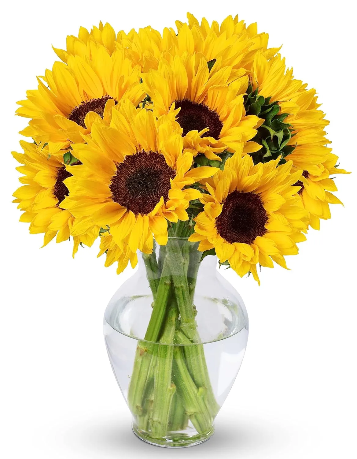 Benchmark Bouquets - 10 Stem Sunflowers (Glass Vase Included) - Fresh Flowers for Delivery - Gift for Graduation, Birthday, Anniversary, Sympathy, Get Well, Congratulations