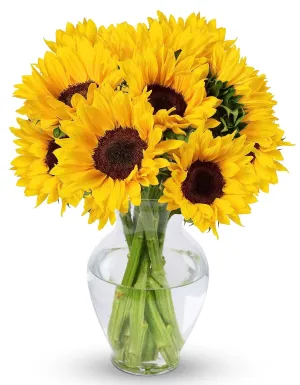 Benchmark Bouquets - 10 Stem Sunflowers (Glass Vase Included) - Fresh Flowers for Delivery - Gift for Graduation, Birthday, Anniversary, Sympathy, Get Well, Congratulations