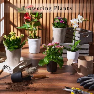Flowering Plants