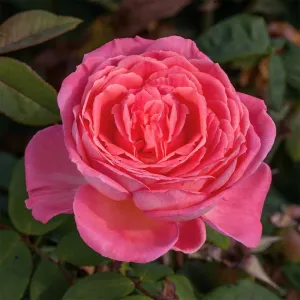 Heirloom Roses Rose Bush - Liv Tyler™ Live Pink Plant for Outdoor Planting