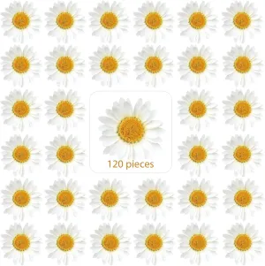 Nuanchu 120 Pcs Dried Pressed Flowers Pressed Daisies Dried Daisies Pressed Daisy Flowers Daisy Stickers White Daisy Pressed Flowers for DIY Art Crafts Resin Molds Candle Soap Making Nails Decor