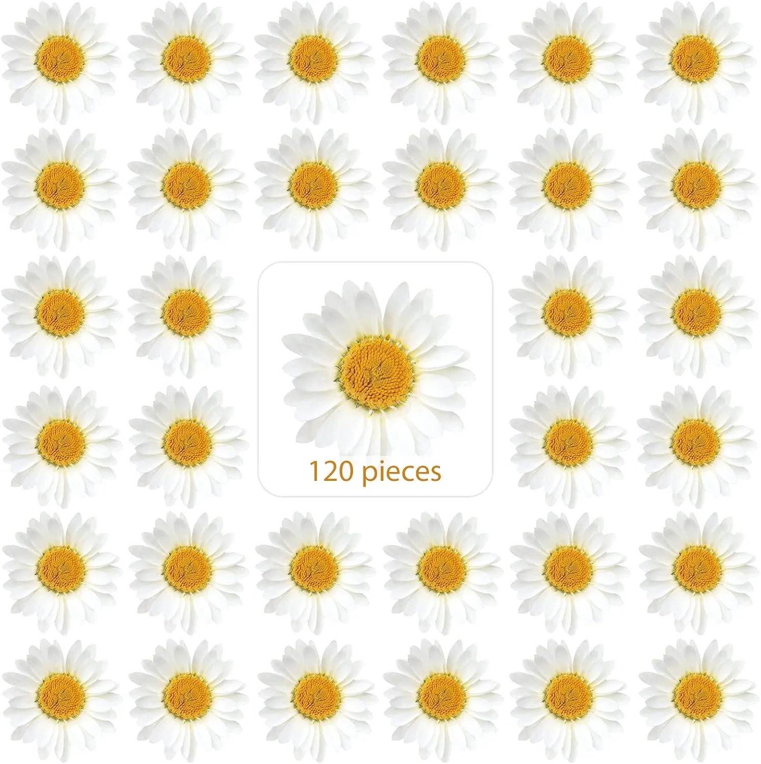 Nuanchu 120 Pcs Dried Pressed Flowers Pressed Daisies Dried Daisies Pressed Daisy Flowers Daisy Stickers White Daisy Pressed Flowers for DIY Art Crafts Resin Molds Candle Soap Making Nails Decor