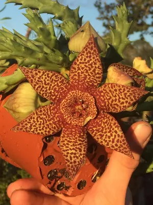 Orbea Lepida 3.5 Inch Potted Plant - Well Rooted - Stapelia Lepida - No Shipping to California Or Arizona!
