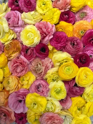 Ranunculus Corms-Juicy Fruit Mix