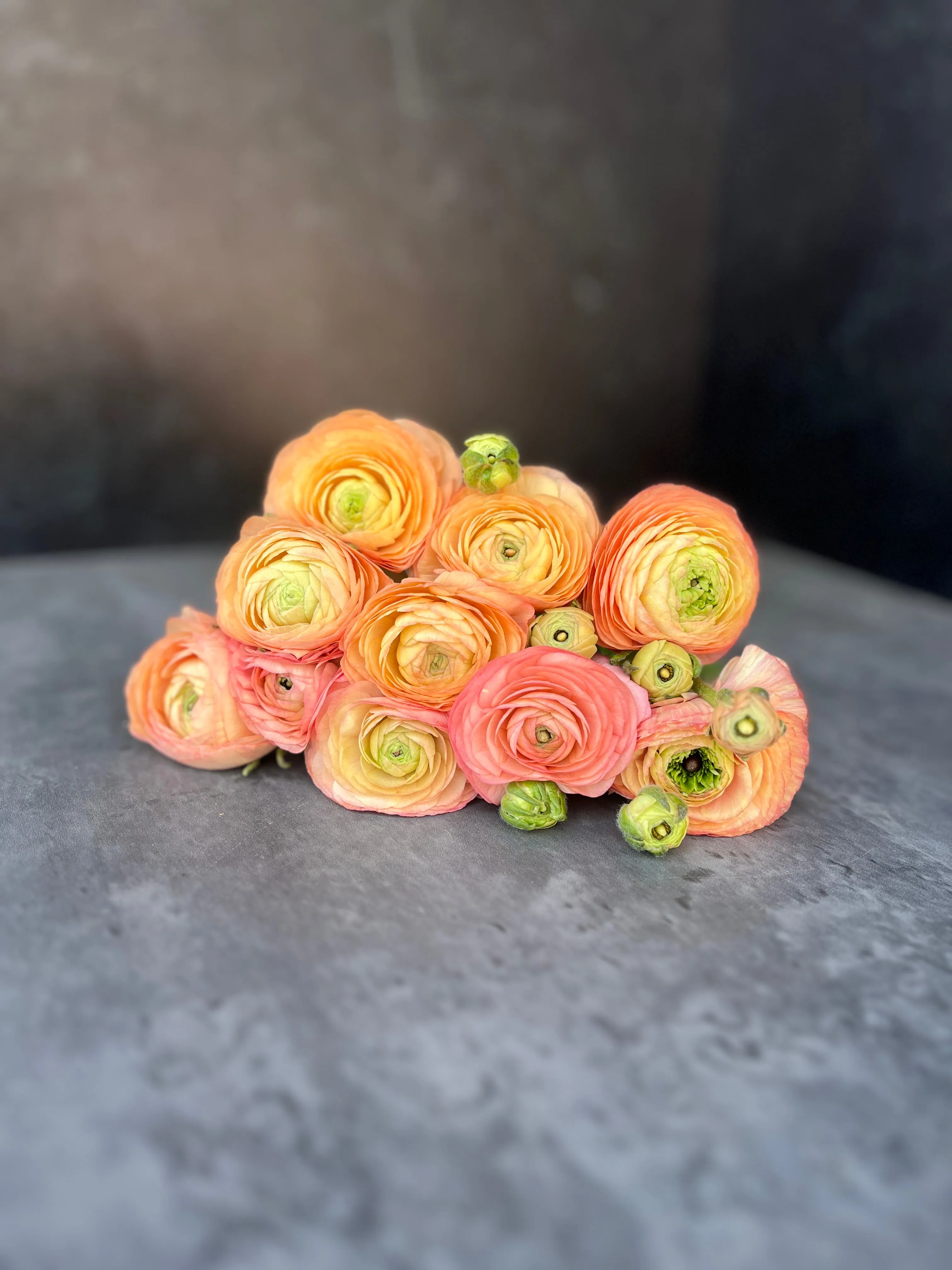Ranunculus Corms-Salmon