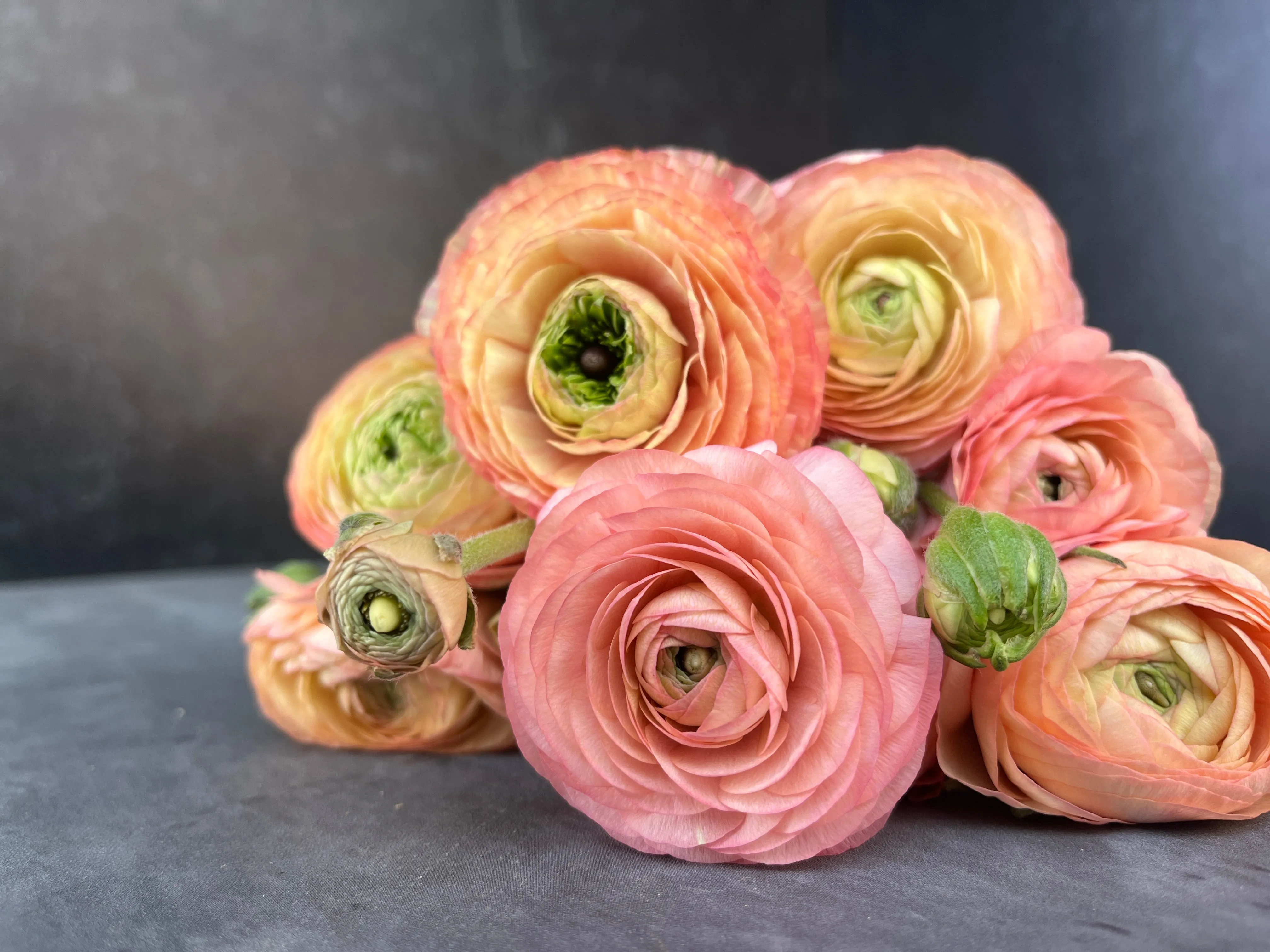 Ranunculus Corms-Salmon