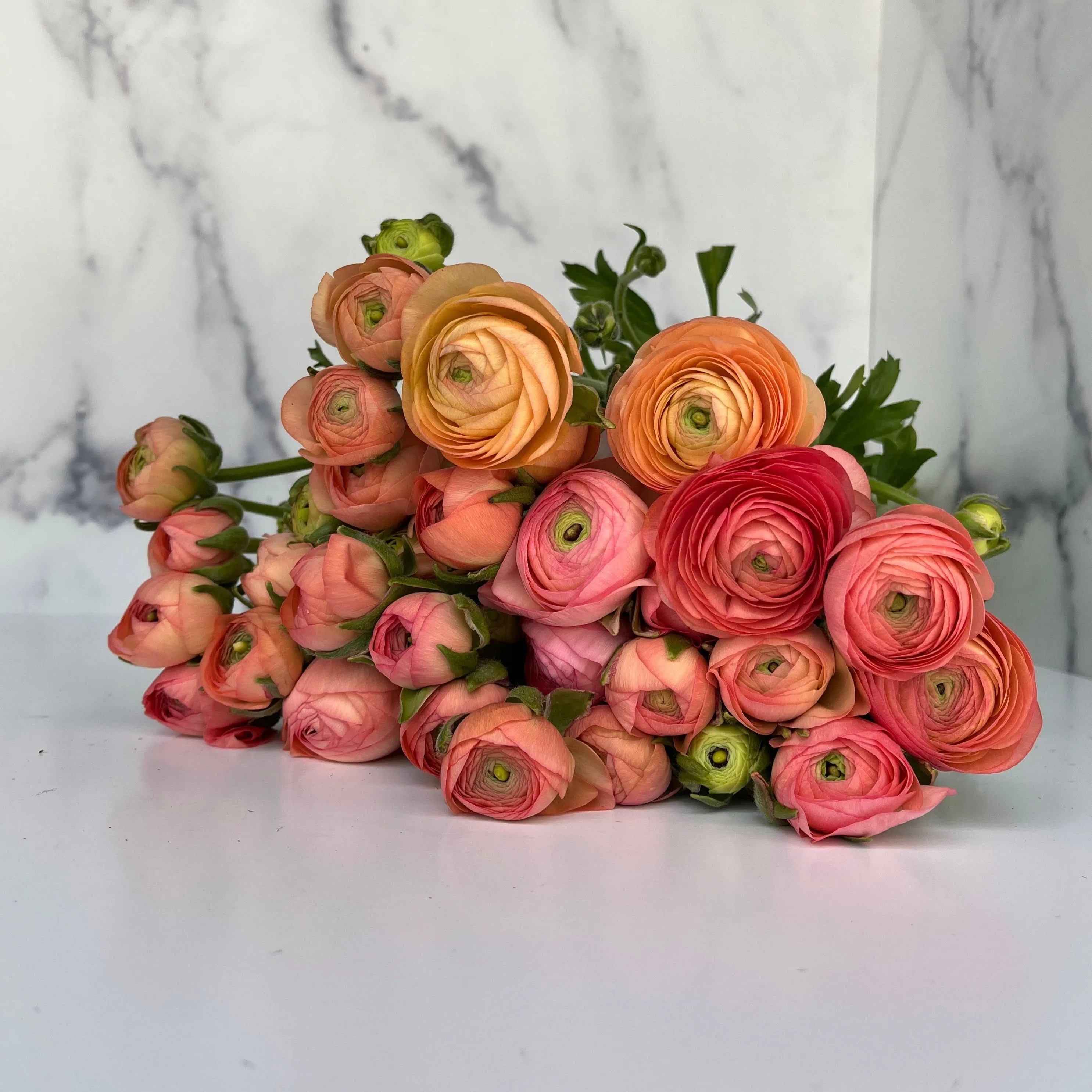 Ranunculus Corms-Salmon