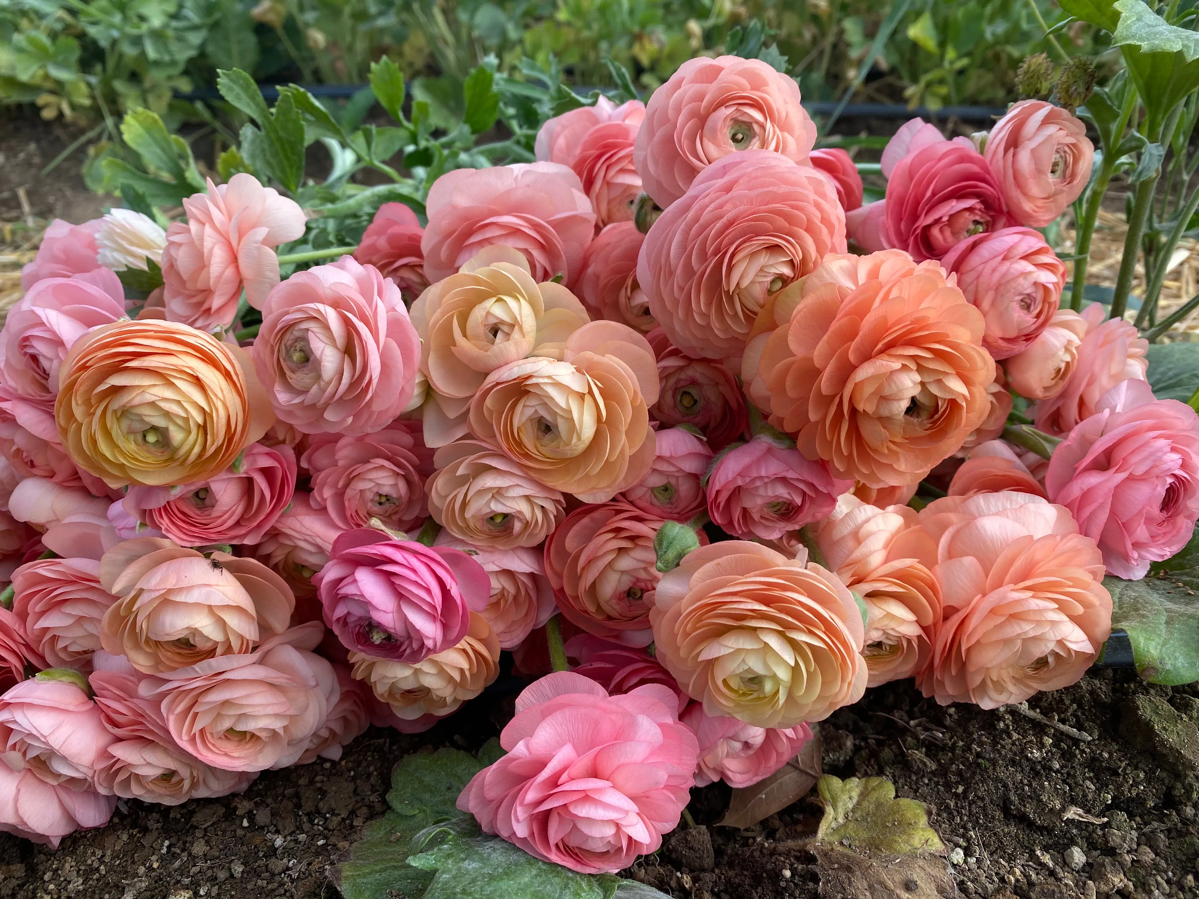 Ranunculus Corms-Salmon
