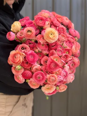 Ranunculus Corms-Salmon