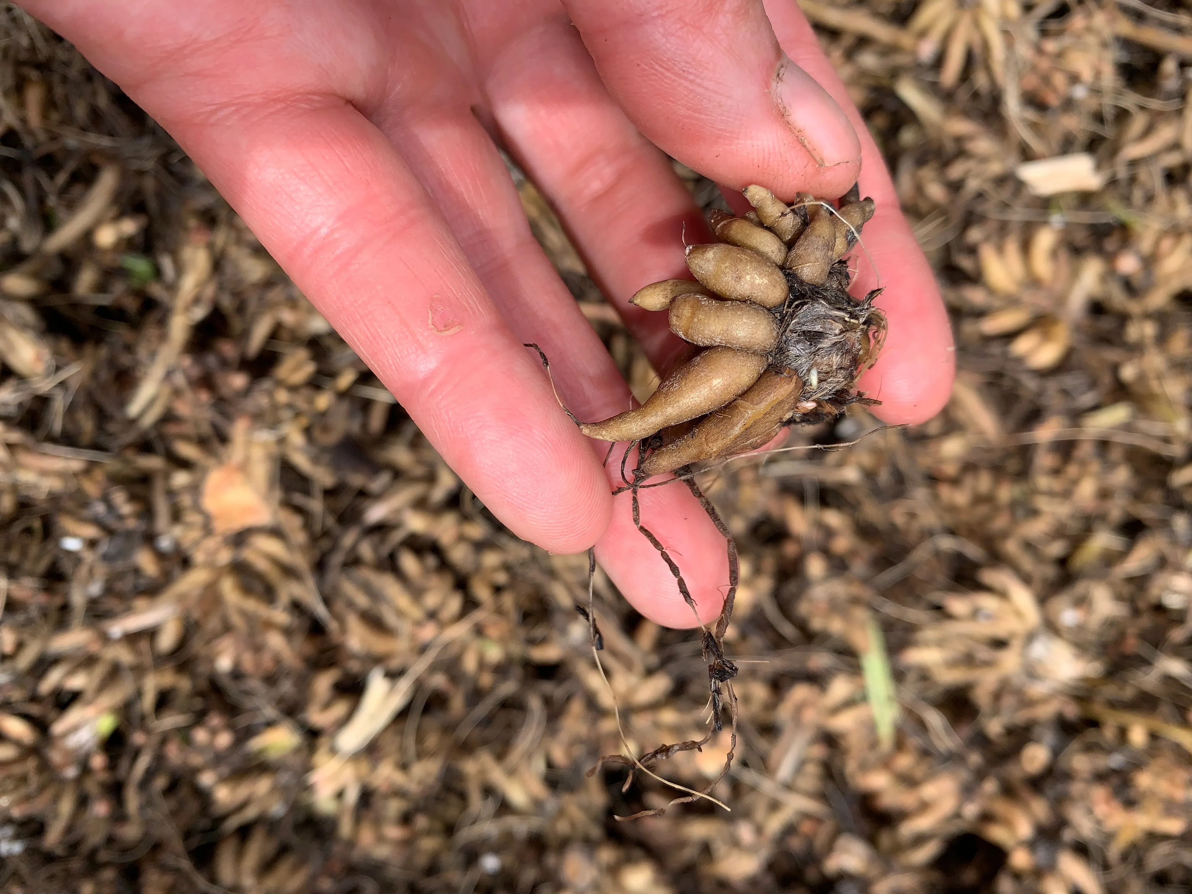 Ranunculus Corms-Salmon