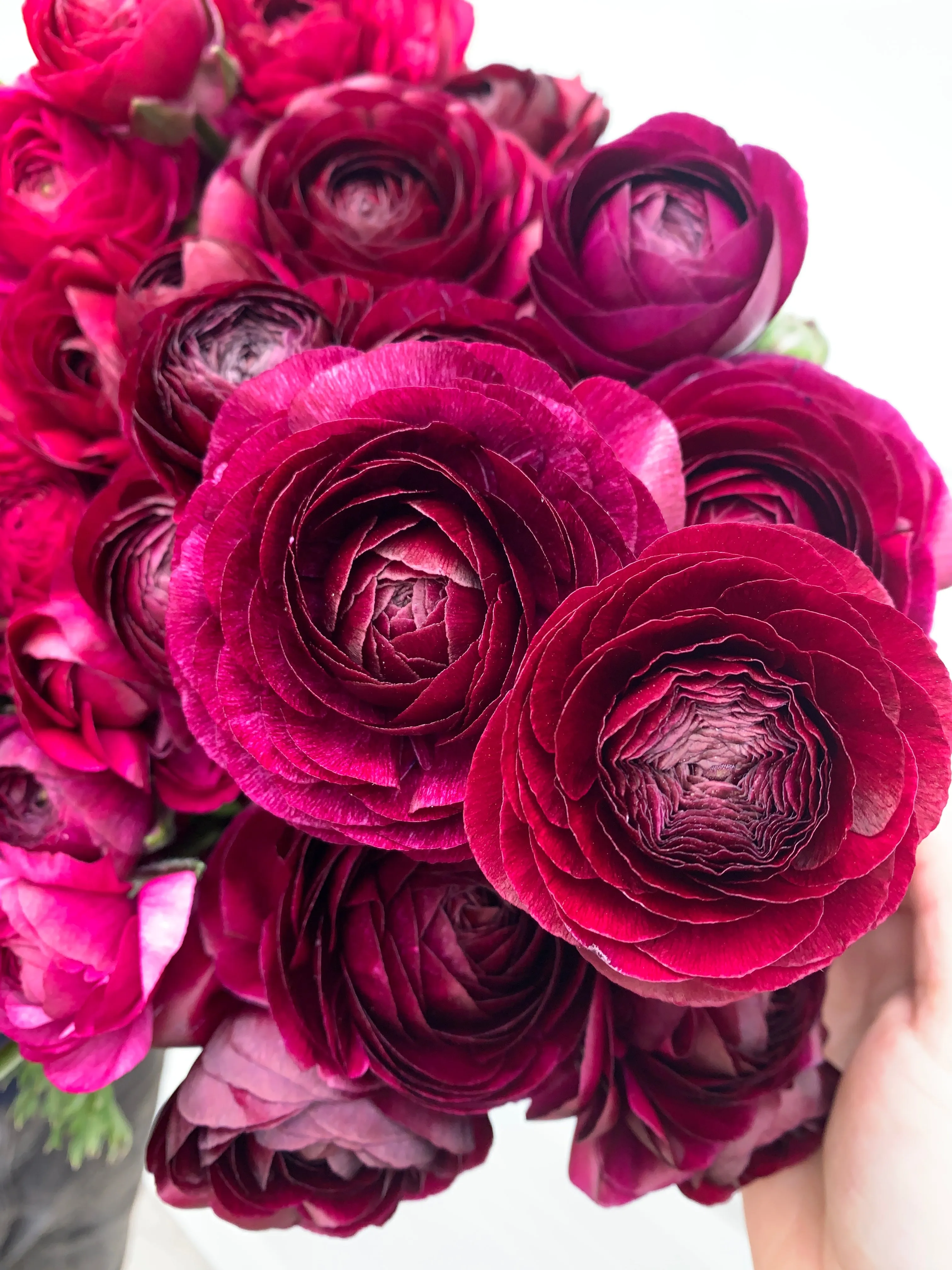 Ranunculus Corms-Violet