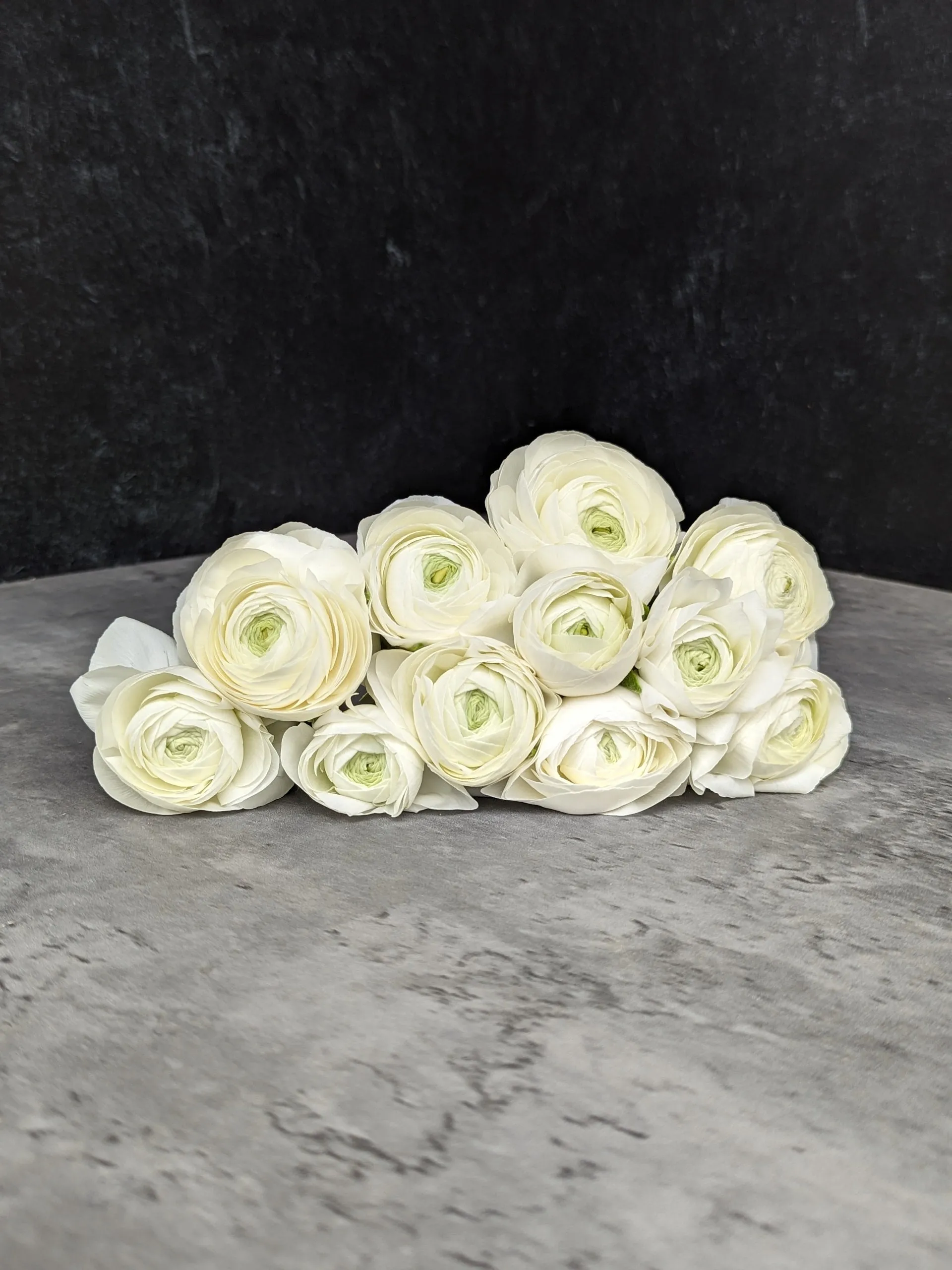 Ranunculus Corms-White