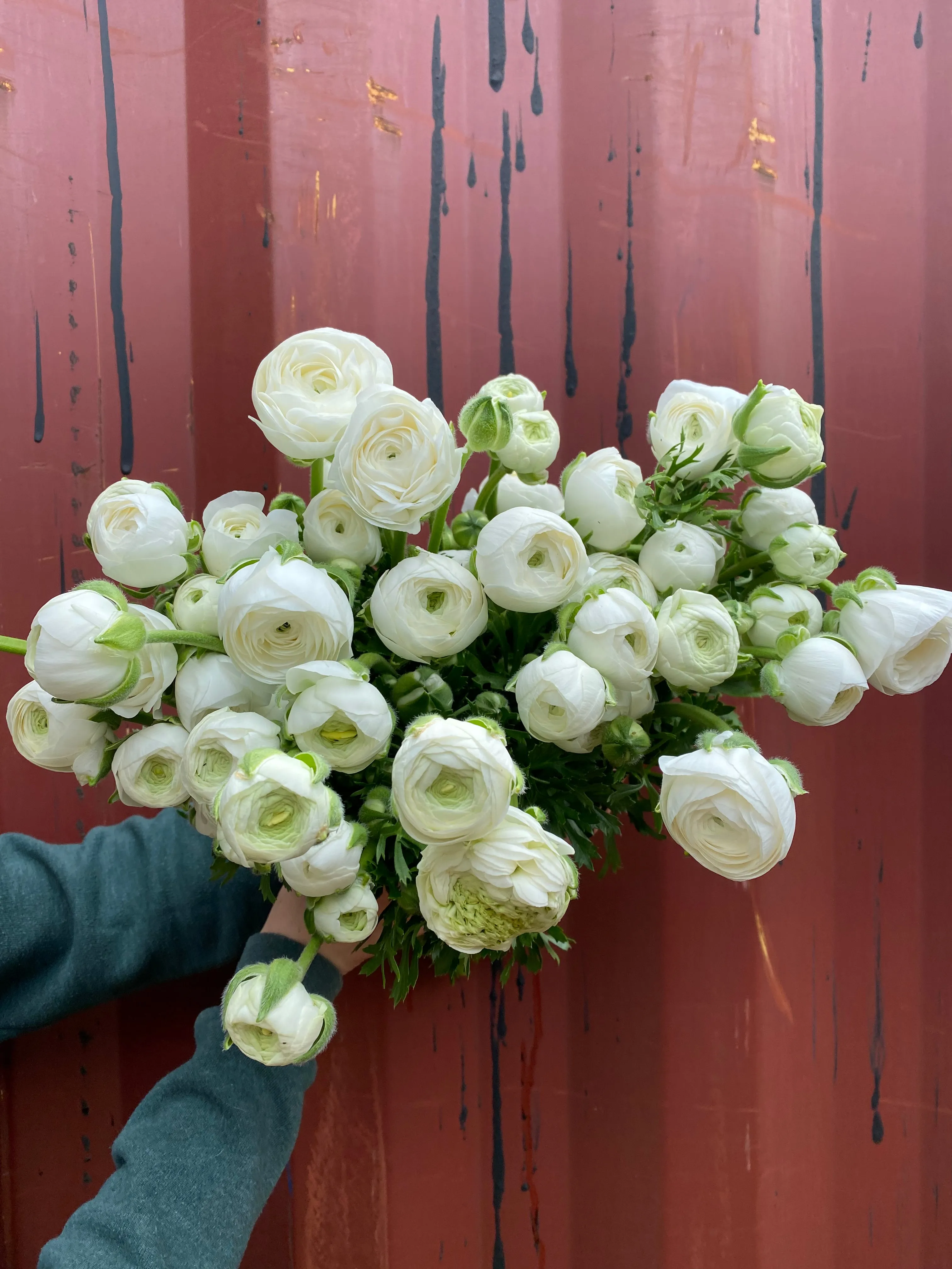 Ranunculus Corms-White