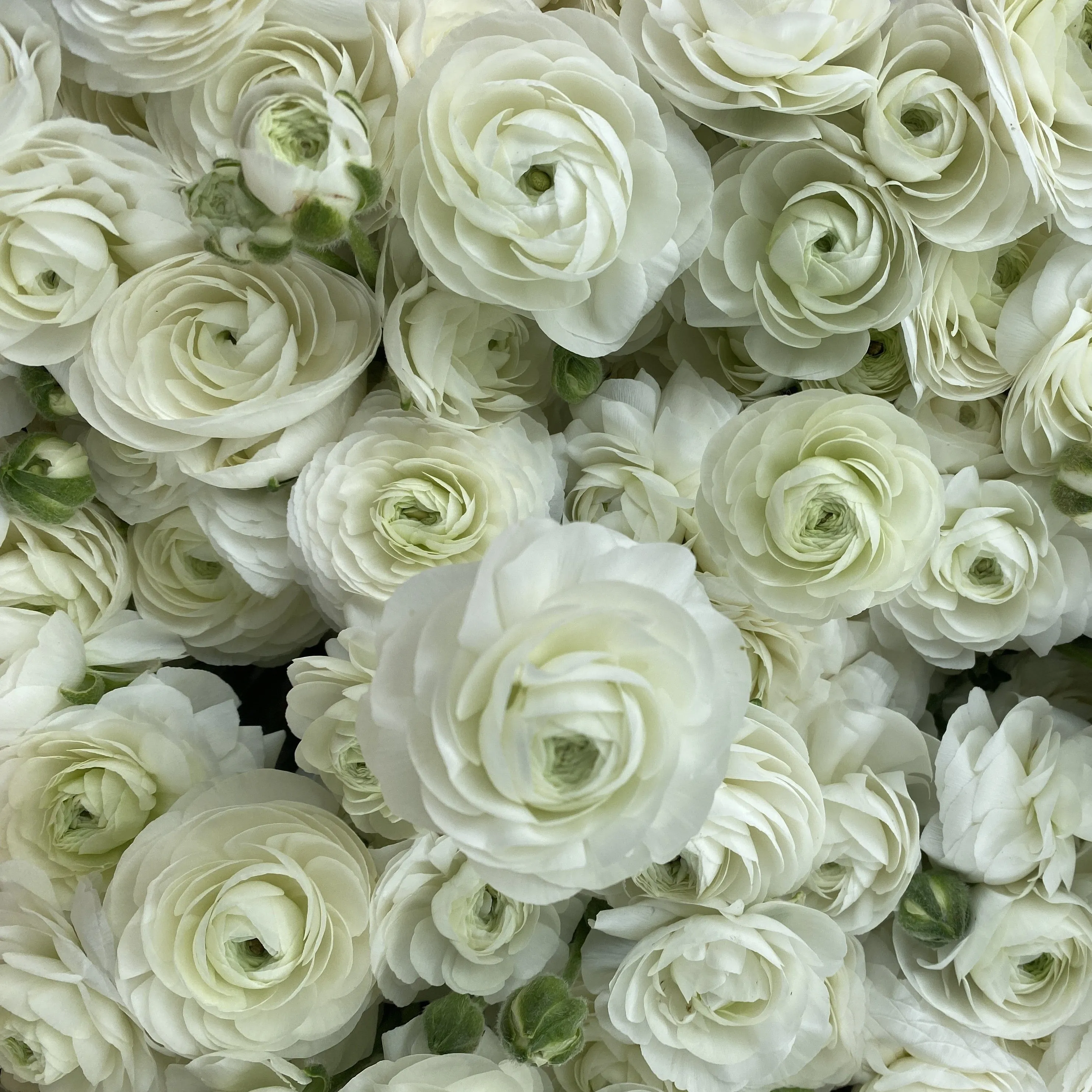 Ranunculus Corms-White