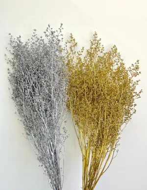 Stirlingia Latifolia