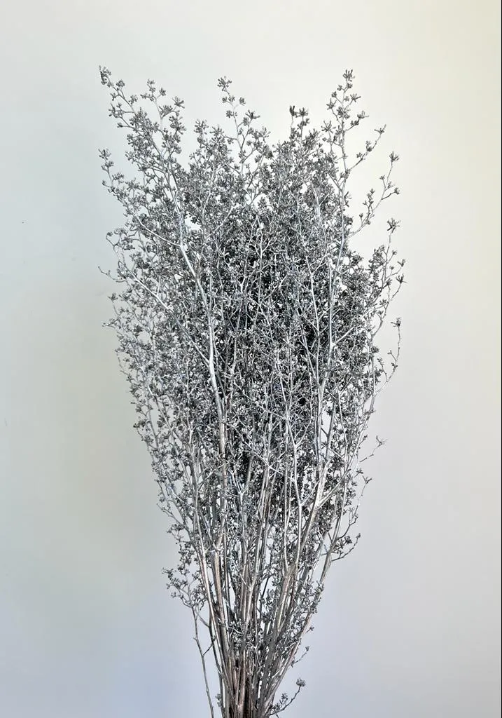 Stirlingia Latifolia