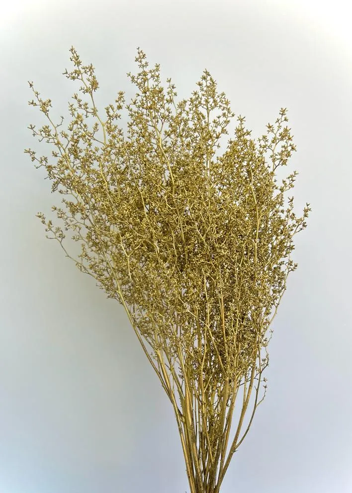 Stirlingia Latifolia